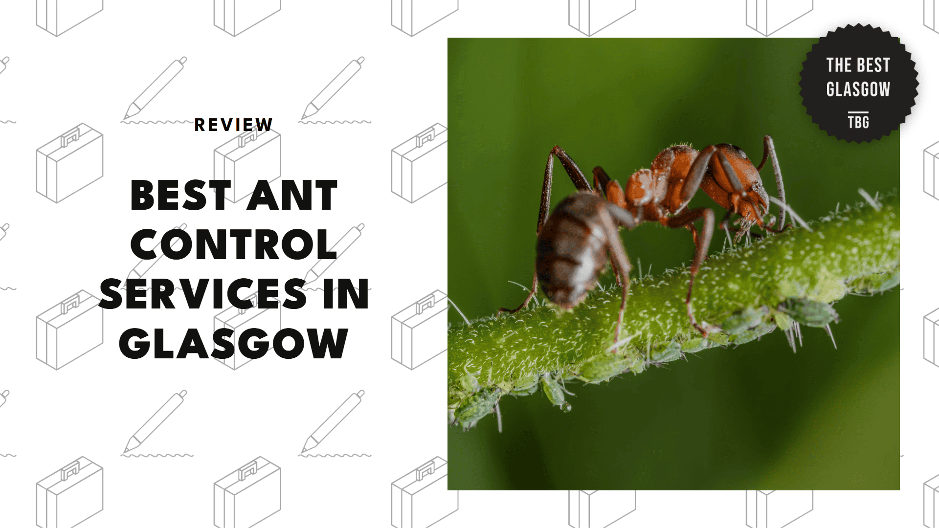 best-ant-control-glasgow