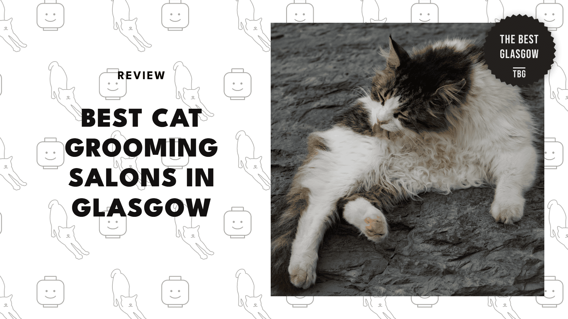 best-cat-grooming-glasgow
